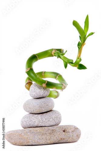 Photography bambou pousse sur empilement de galet ambiance zen