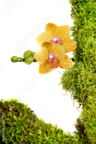 Orchidee Blume Moos Werbung Pflanze photo