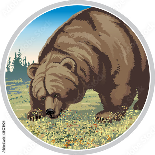 illustration of a bear chewing berries