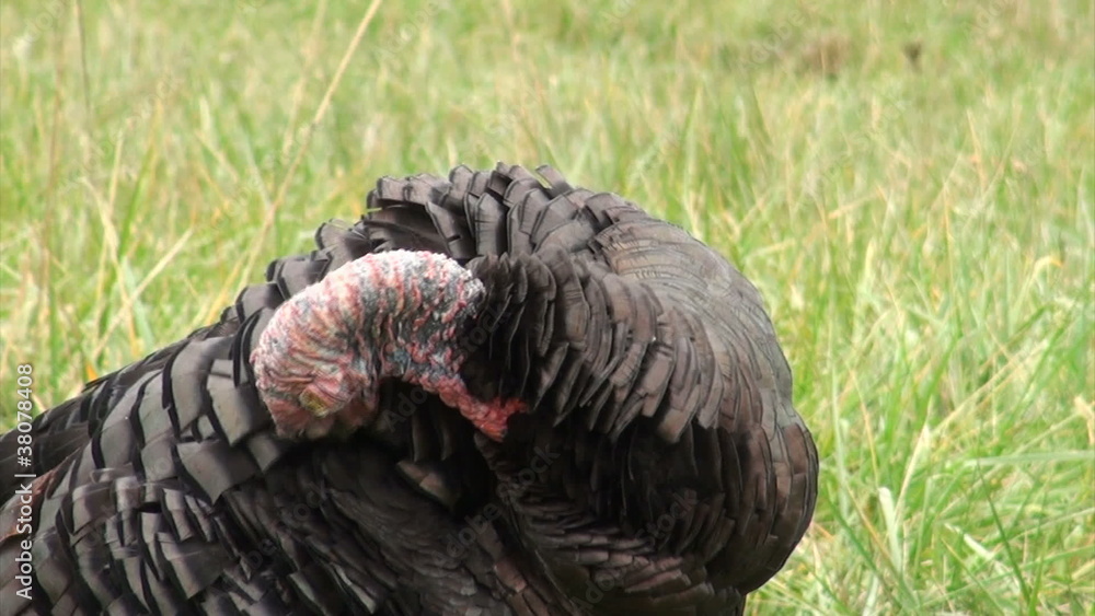 Wild turkeys Wild turkeys
