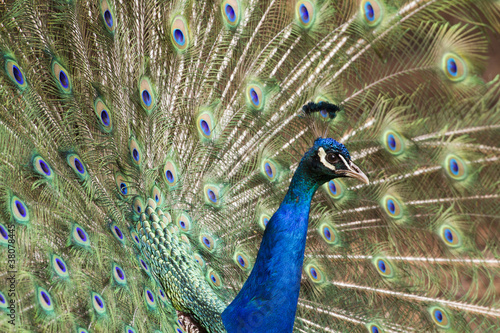 Peacock