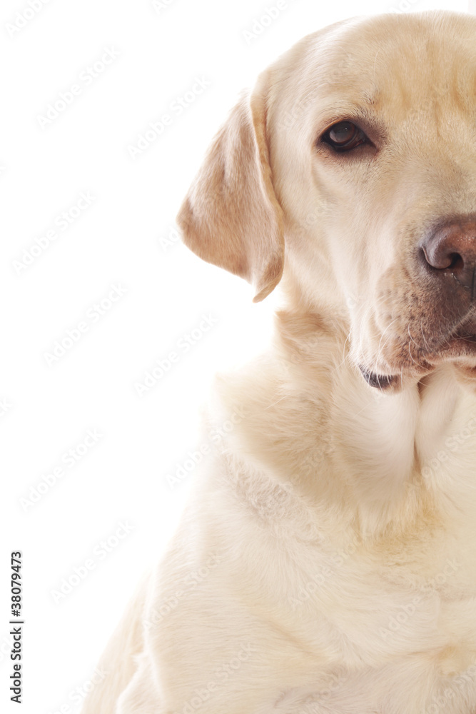 labrador