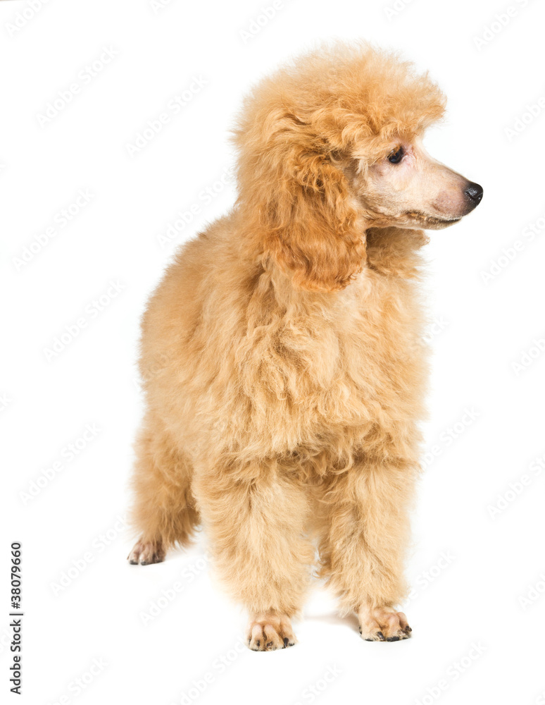 Apricot poodle puppy portrait on a white background Apricot poodle puppy portrait on a white background