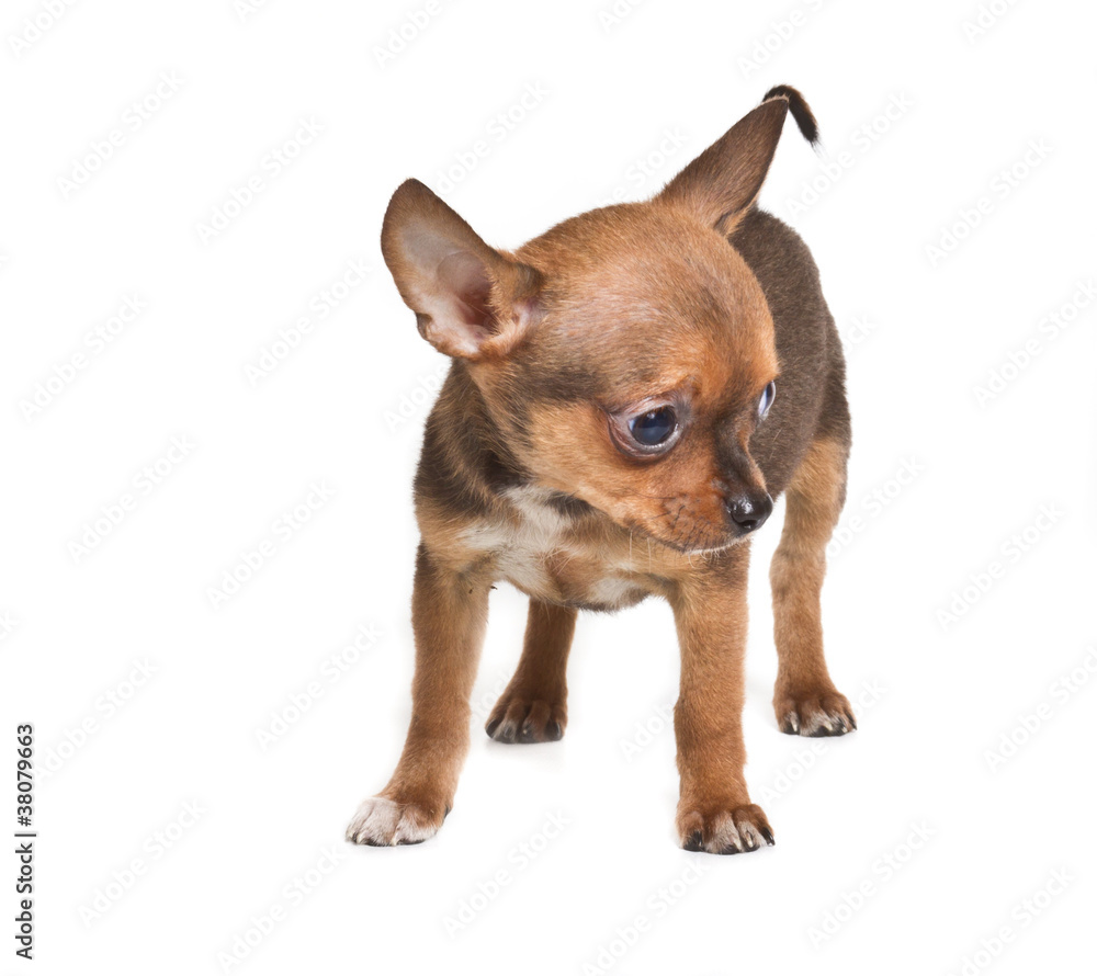chihuahua puppy (3 months) in front of a white background chihuahua puppy (3 months) in front of a white background