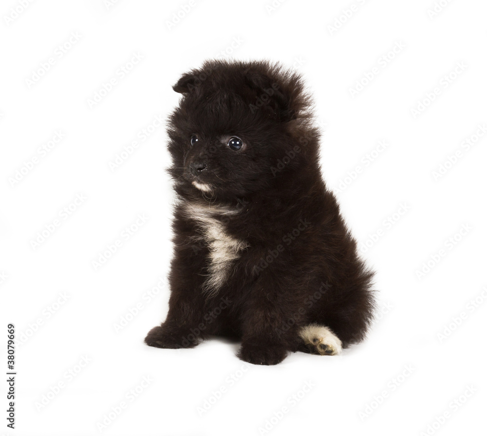 Spitz puppy in front of white background . Pomeranian dog isolat Spitz puppy in front of white background . Pomeranian dog isolat