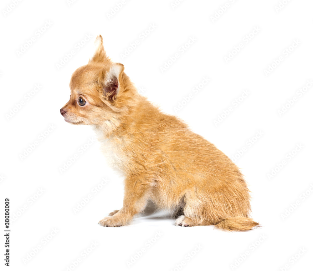 Obraz premium chihuahua puppy in front of a white background