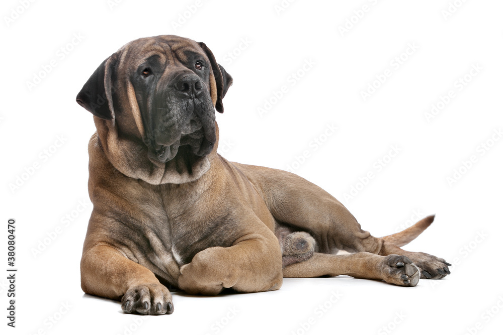 Boerboel