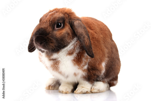 Lop-eared rabbit isolated on white