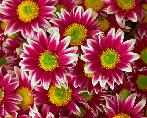 violet-white crysanthemums closeup  natural background