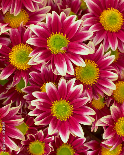 violet-white crysanthemums closeup  natural background