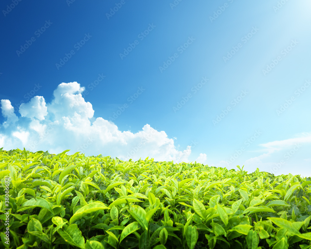 Tea plantation Cameron highlands, Malaysia Tea plantation Cameron highlands, Malaysia