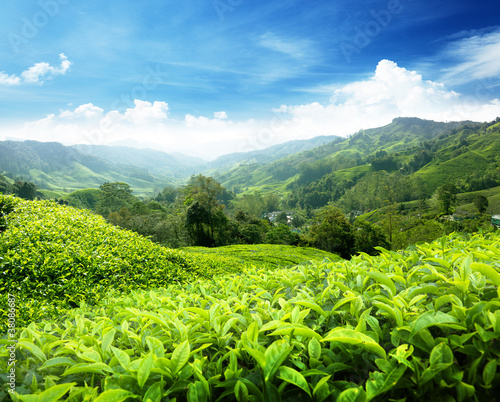 Bild auf Leinwand Tea plantation Cameron highlands, Malaysia