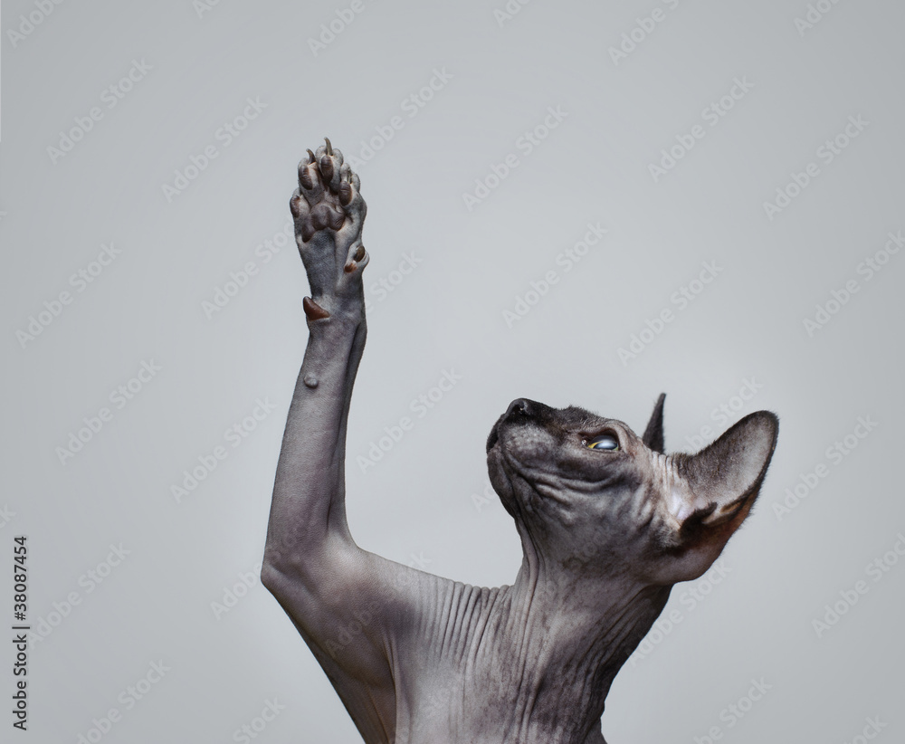 Obraz premium Canadian sphynx cat