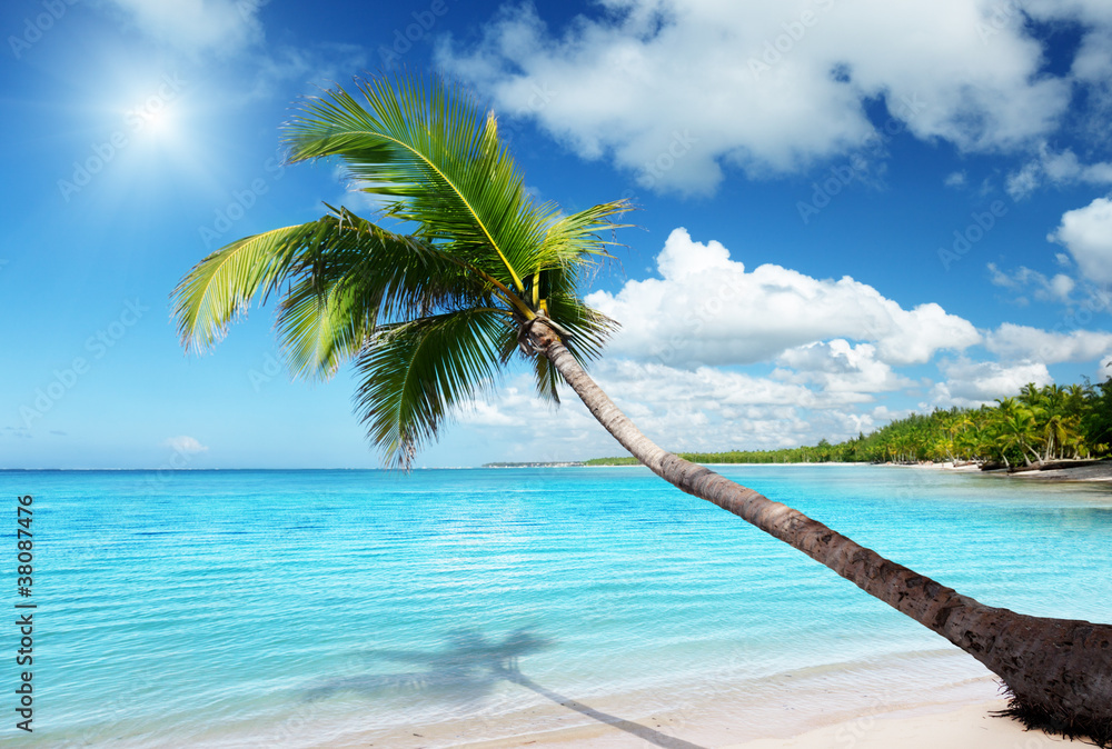 Obraz premium palm and sea