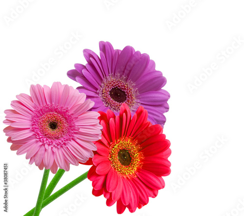 gerber flower isolated on white background