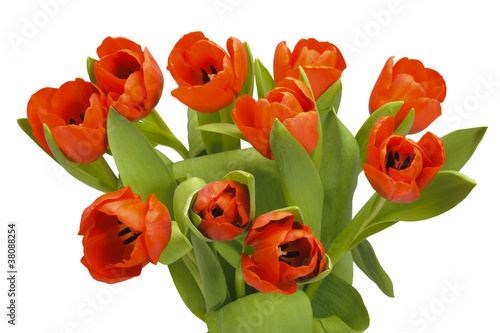 Tulpen