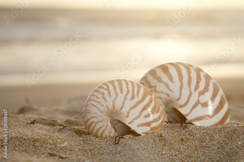 two nautilus shells on beach , golden sunrise over tropical sea