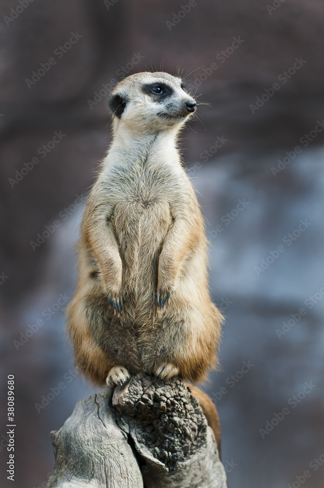 Fototapeta premium Meerkat