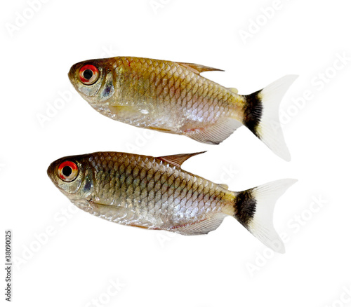 Red Eyes Fishes