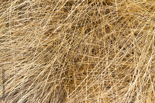 dry grass texture