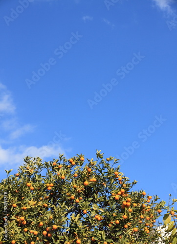 ハッサクの木と青空