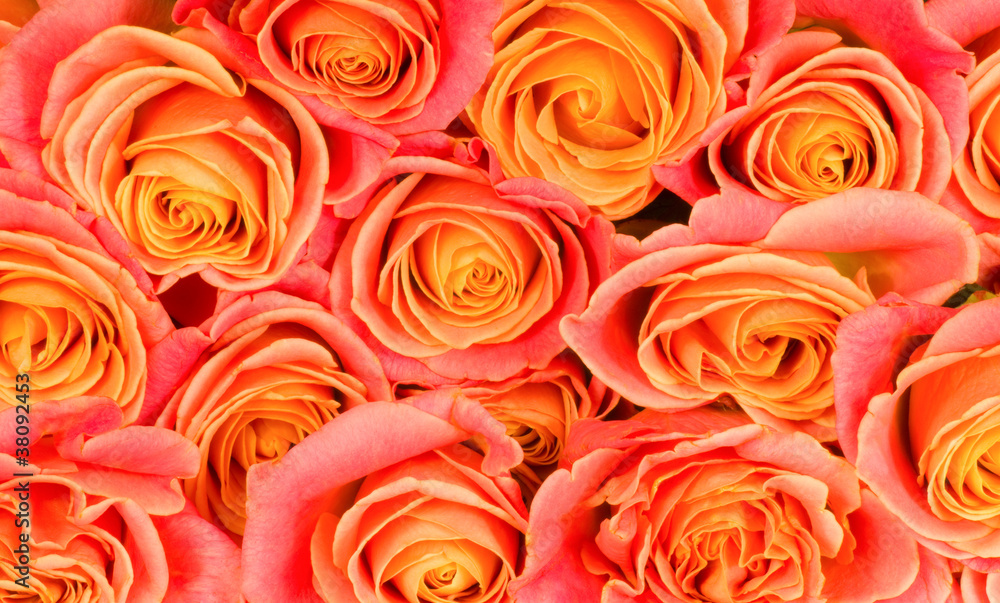 Beautiful background of rose Beautiful background of rose
