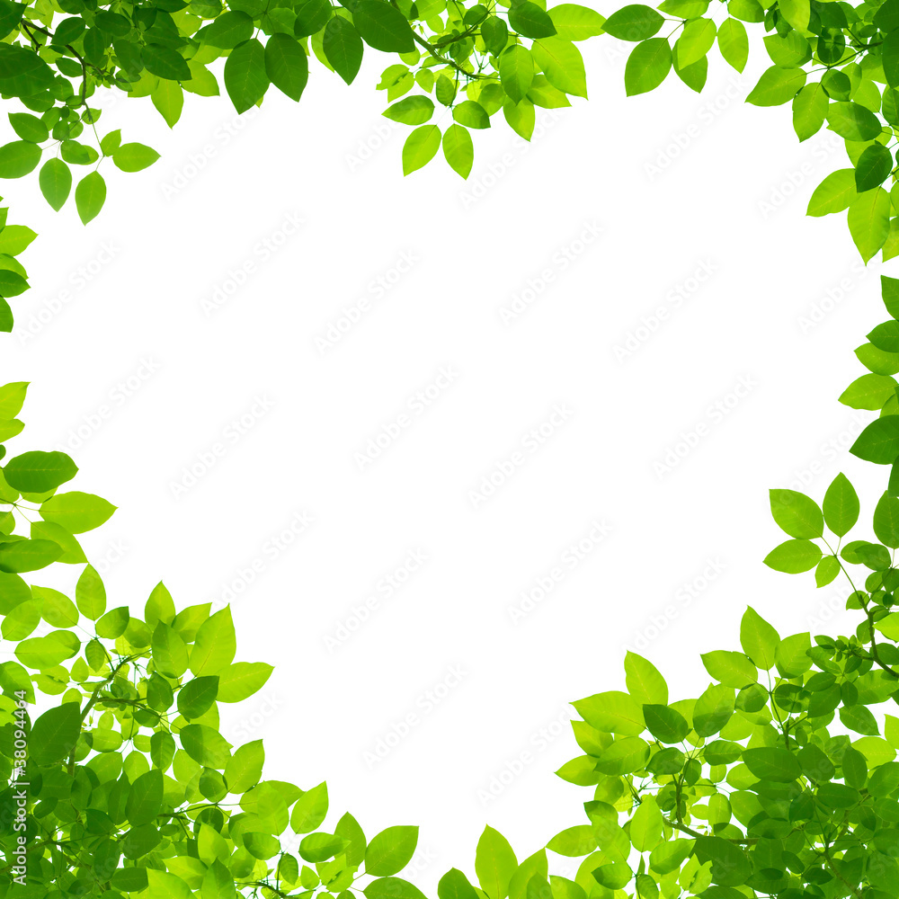 Green Leaves in heart shape on white background Green Leaves in heart shape on white background
