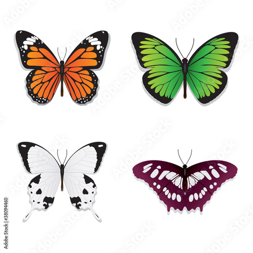 butterfly