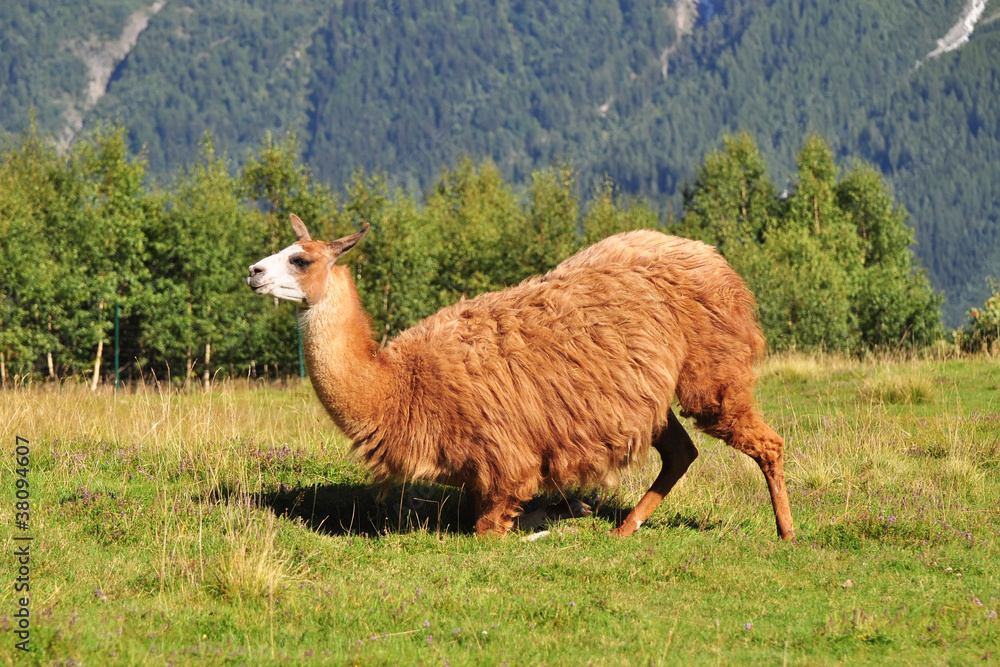 Fototapeta premium Brown Llama