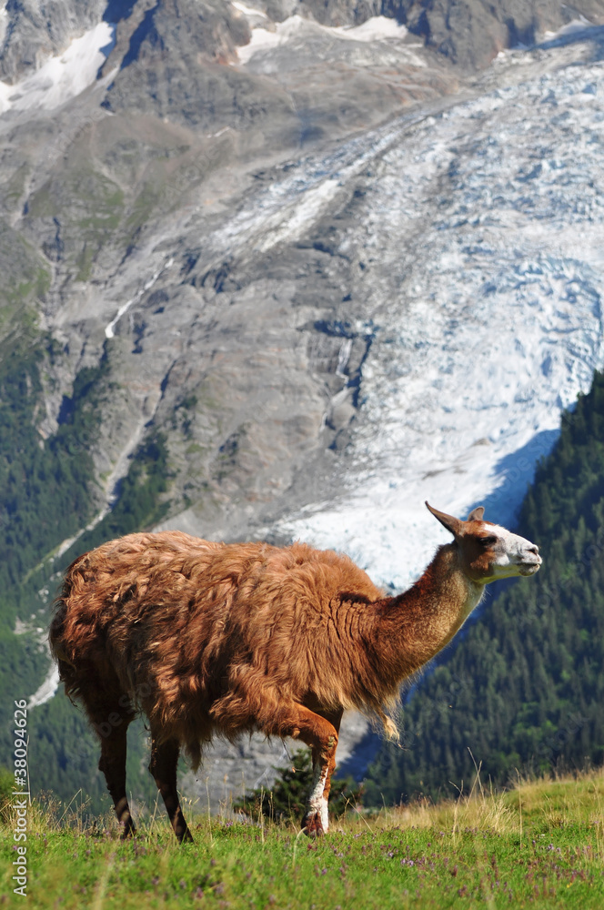 Fototapeta premium Brown llama