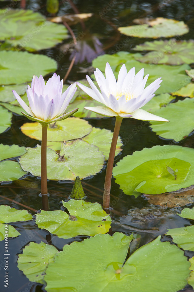 Lotus flower. Lotus flower.
