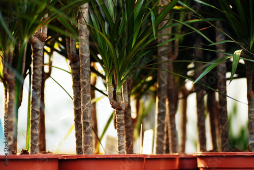 Plants in garden center photo