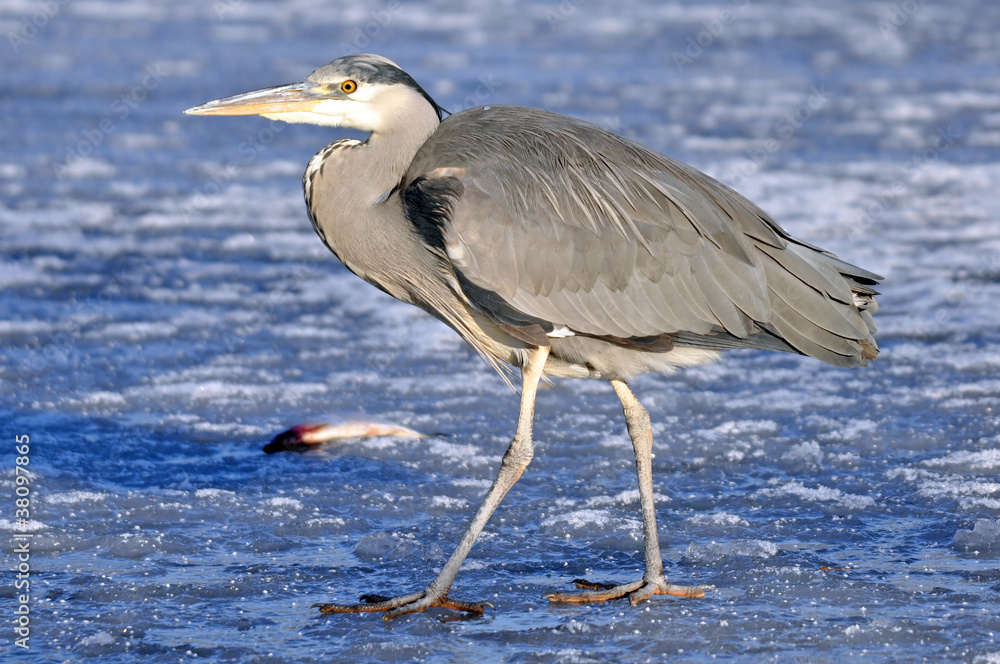 Obraz premium Heron