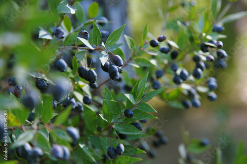 Ripe blue berries on myrtle branches photo