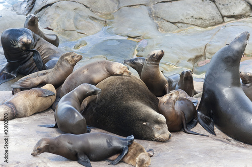 Sea Lions sunbathing on the Pacific Ocean Coast.