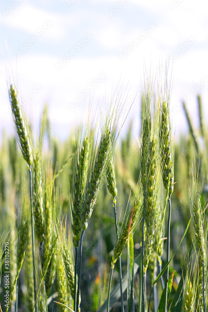 Fototapeta premium A wheat