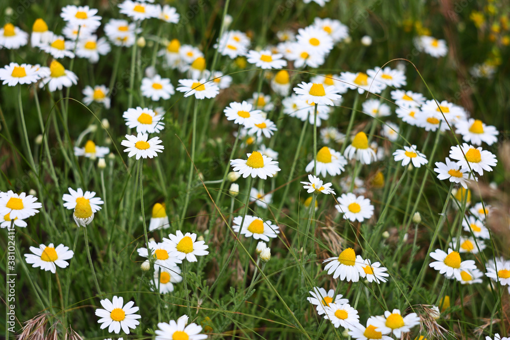 Fototapeta premium White camomiles on a meadow