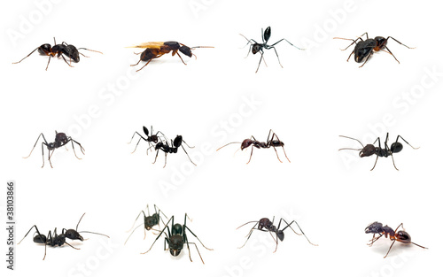 Set of ants isolated on white background © Ayupov Evgeniy