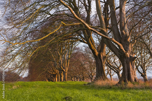 Canvas Print Beech avenue at Kingston Lacy