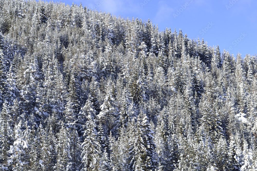 pine forest pine forest