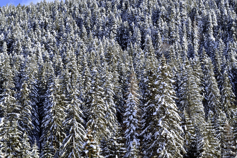 Fototapeta premium pine forest