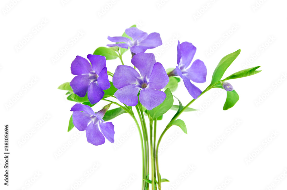 Beautiful blue flower isolated on white Beautiful blue flower isolated on white