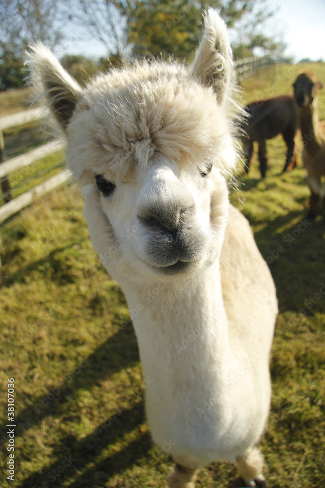 Obraz premium Alpaca