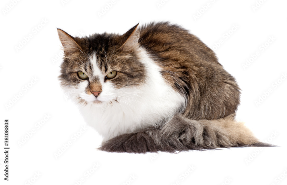 Fototapeta premium Angry homecat isolated over white background