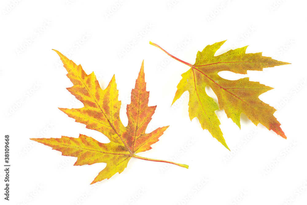 autumn maple leaves