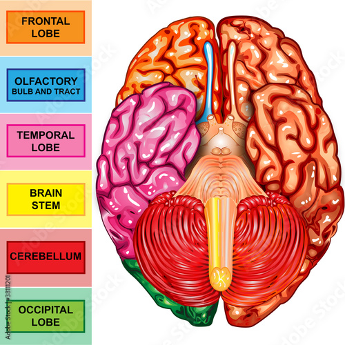 Human brain underside view
