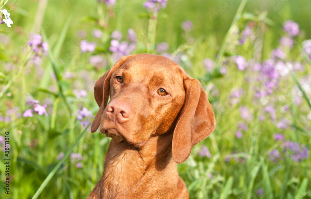Closeup Portrait of a Vizsla Dog with Wildflowers Closeup Portrait of a Vizsla Dog with Wildflowers