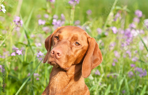 Wallpaper Mural Closeup Portrait of a Vizsla Dog with Wildflowers Torontodigital.ca