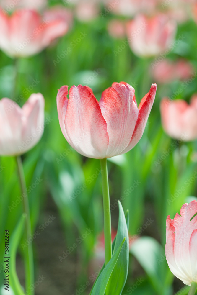 Fototapeta premium Close up of tulips