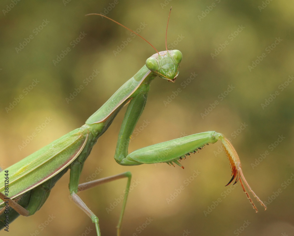 Closeup of Praying Mantis